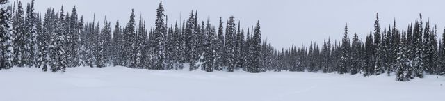 2014-03-04 Revelstoke 14.jpg