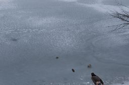 2014-03-12 Revelstoke 79.jpg