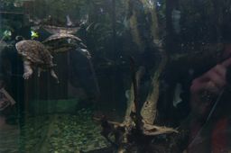 2015-01-02 Sinapore 2015 17.jpg