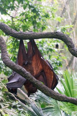 2015-01-02 Sinapore 2015 56.jpg