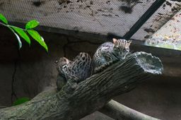 2015-01-02 Sinapore 2015 62.jpg
