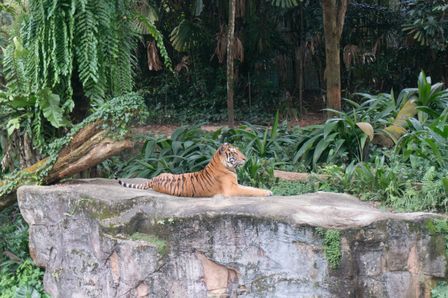 2015-01-02 Sinapore 2015 74.jpg