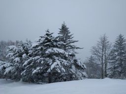 2018-02-12-Yudanaka-016.jpg