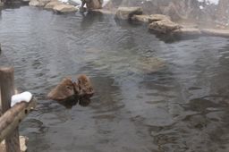 2018-02-15-Yudanaka-065.jpg