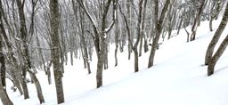 2023-01-16-Aomori-009.jpg