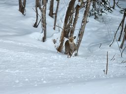 2023-01-26-Furano-016.jpg