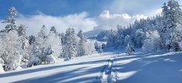 2023-01-27-Furano-020.jpg