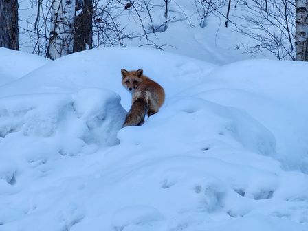 2023-01-27-Furano-055.jpg