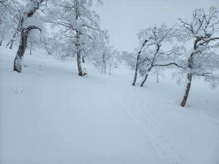 2023-01-28-Furano-008.jpg